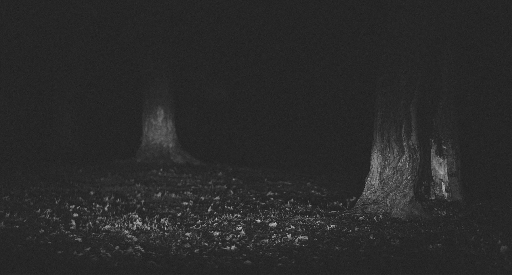 black and white photo of a spooky forest at night to get you in the Halloween mood!